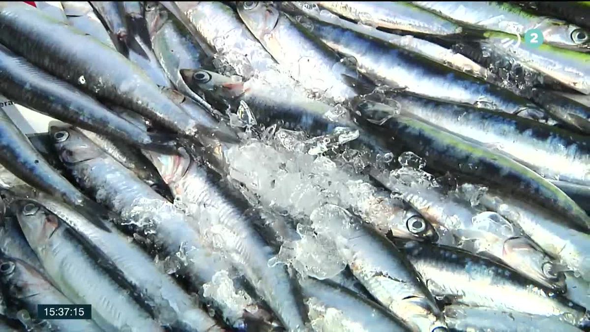 En la costera de este año se han capturado 8.600 toneladas de anchoas