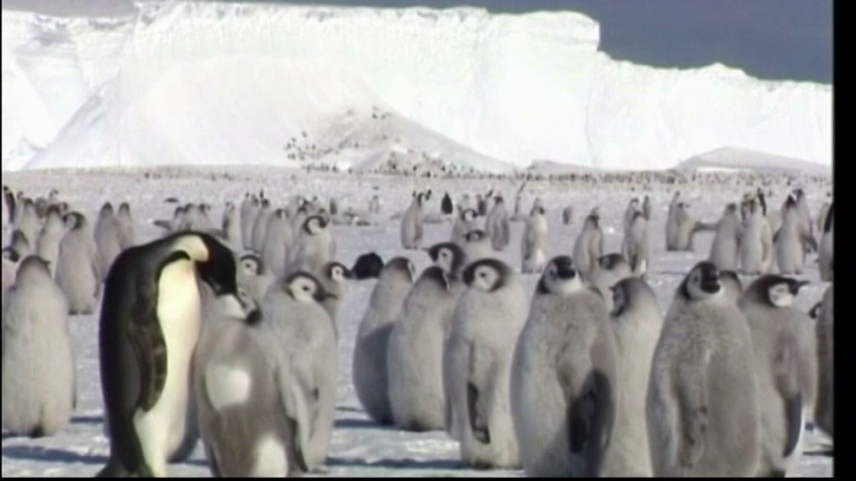 Pinguino enperadorea desagertzeko arriskuan dauden animalien zerrendan sartu da