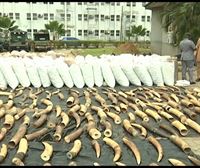 Nigeriak 54 milioi dolarreko balioa duten pangolin ezkatak eta elefante-hortzak konfiskatu ditu