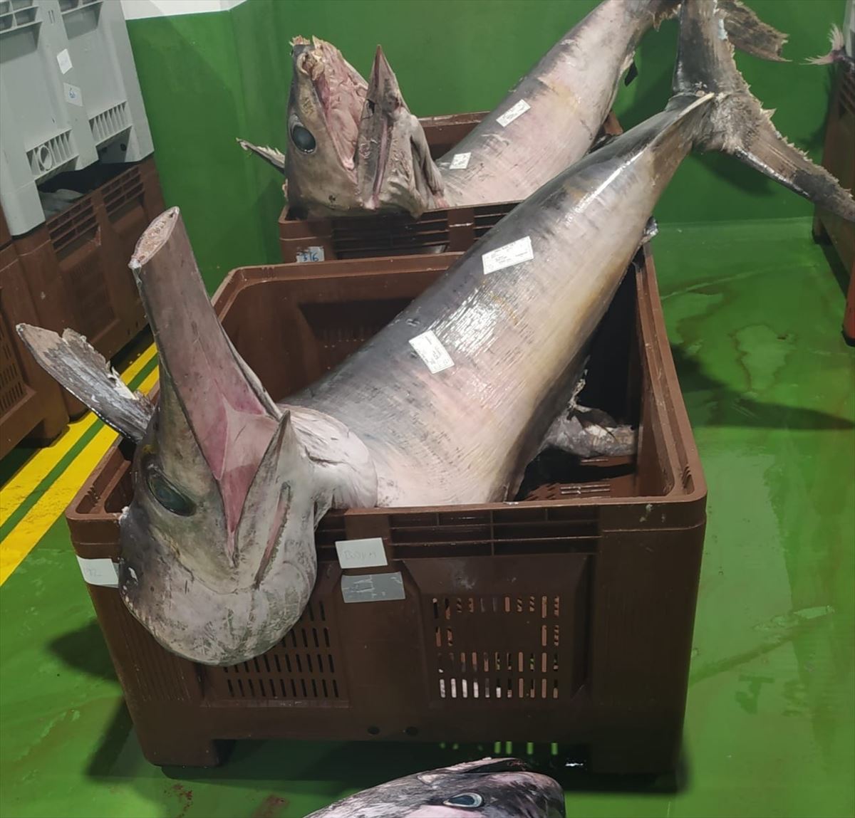 Varios ejemplares de pez espada capturados por barcos arrastreros pelágicos. Foto: Eguzki. 