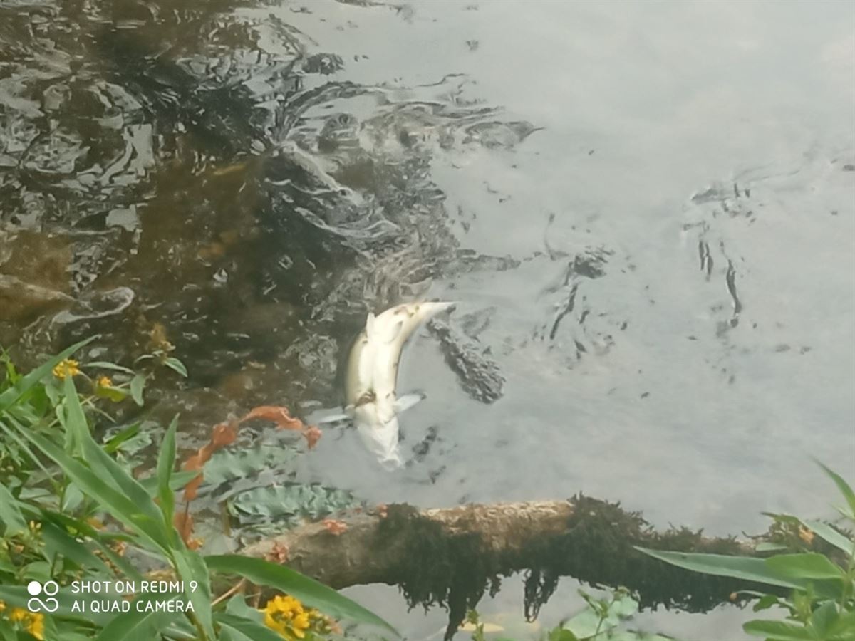 Un pez muerto a causa de un vertido en el Zadorra. 