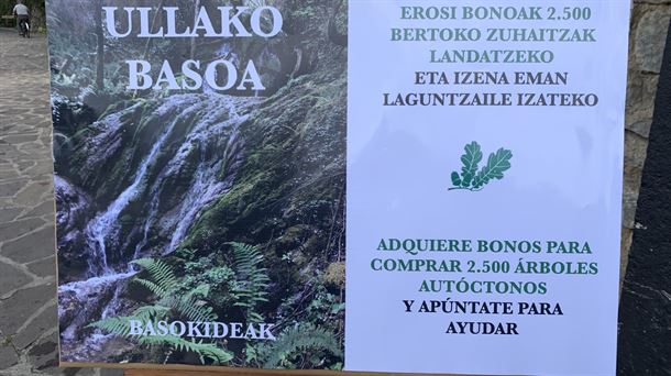 'Basokideak' y el Ayuntamiento de Ea trabajan en un proyecto para recuperar el bosque originario de Ulla