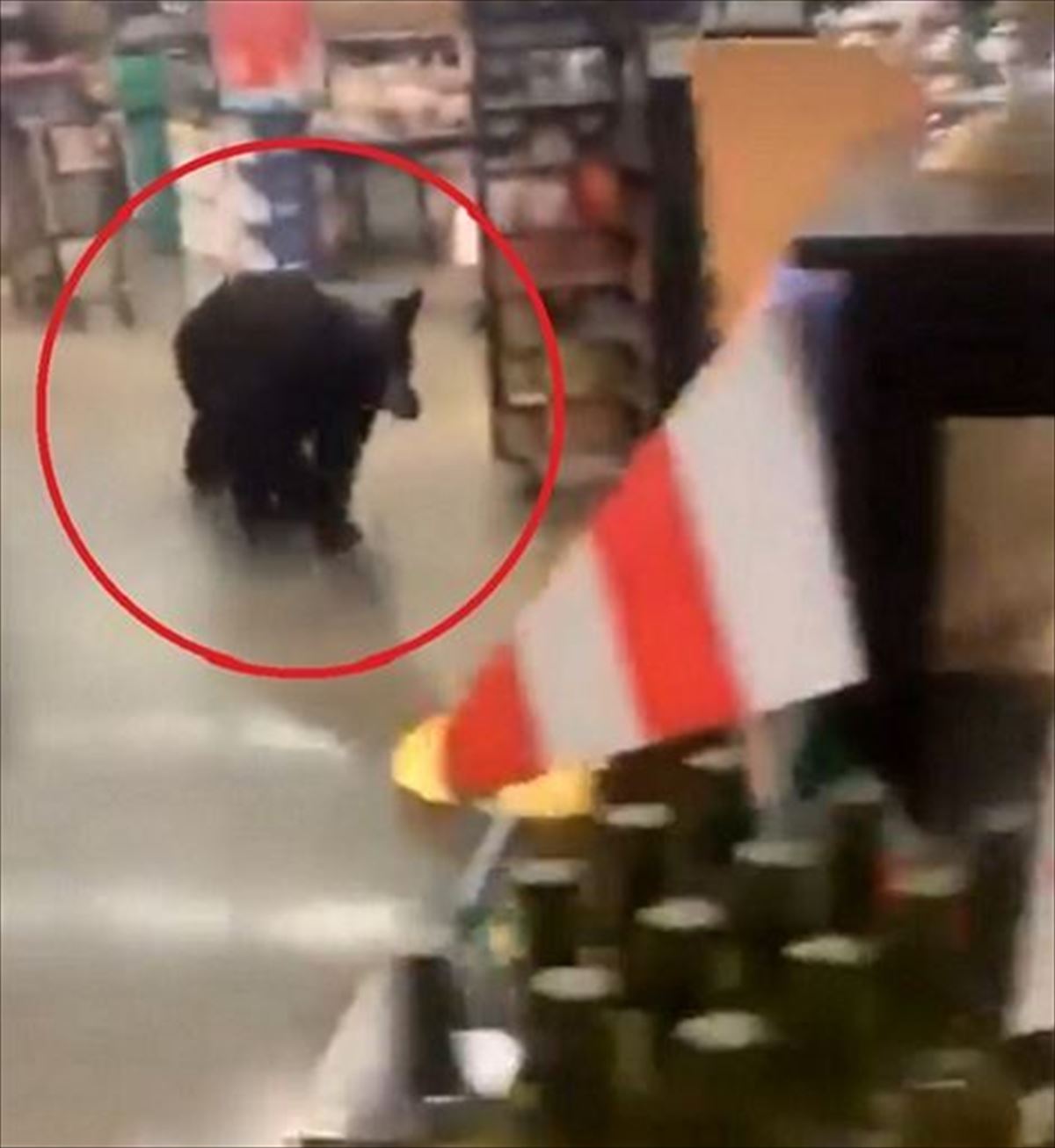 Oso en el supermercado. Imagen: Twitter