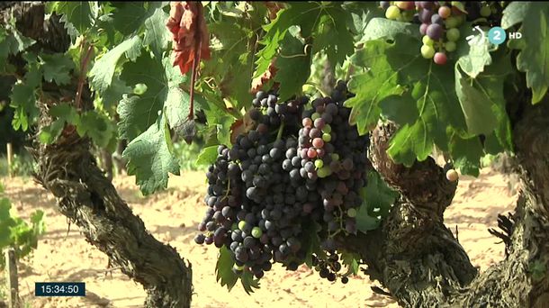 Los viticultores se van a manifestar en Logroño para reclamar precios dignos para la uva