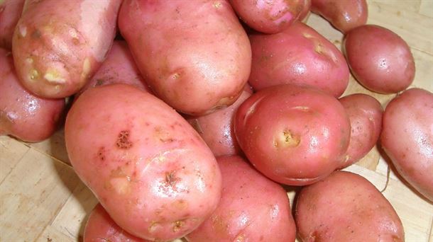 La patata llegó de América, pero su consumo no se generalizó en Europa hasta el siglo XVIII.