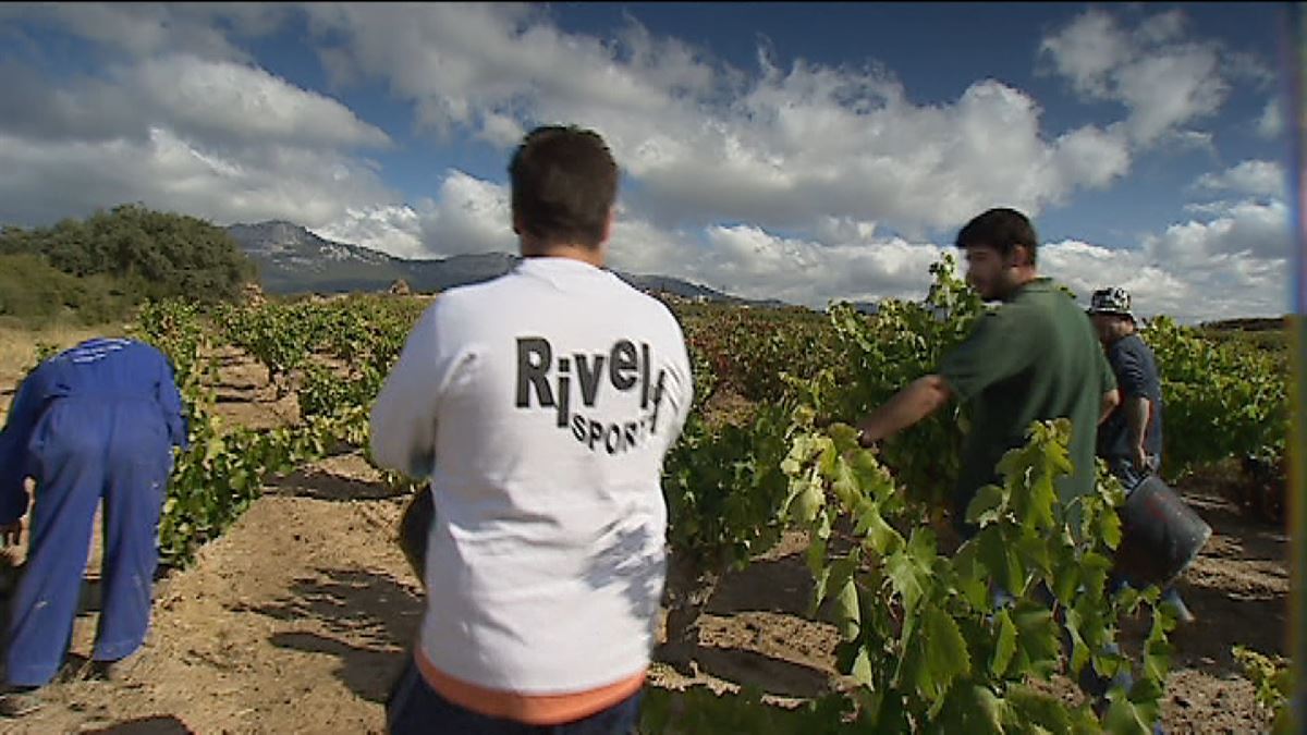 Temporeros en la vendimia de Rioja Alavesa