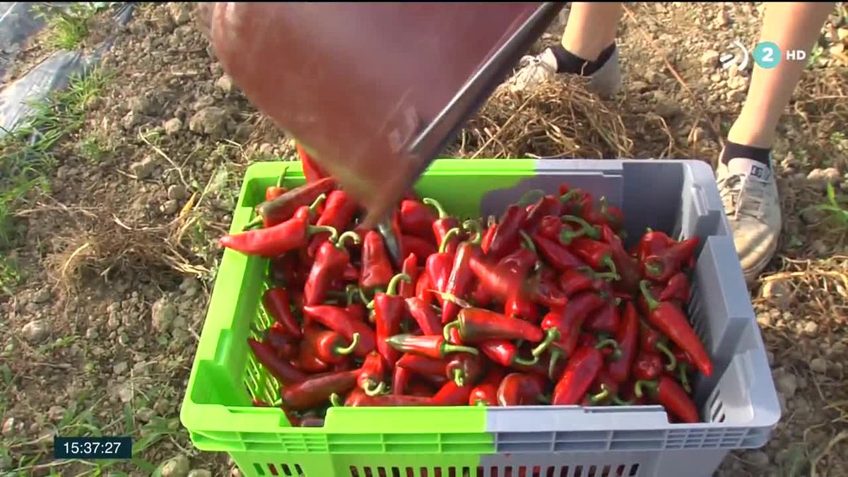 Pimiento de Ezpeleta. Imagen: EITB Media