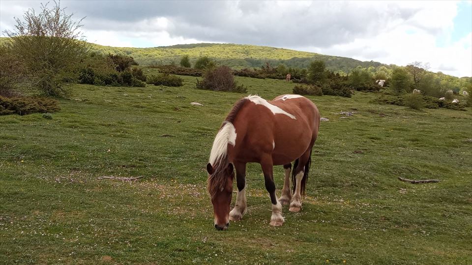 Ermita de Santa Teodosia. Foto: EITB Media