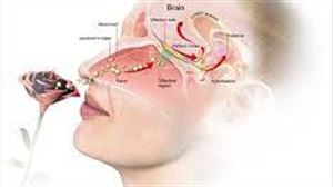 El olfato juega un papel clave en nuestra vida y en nuestro desarrollo