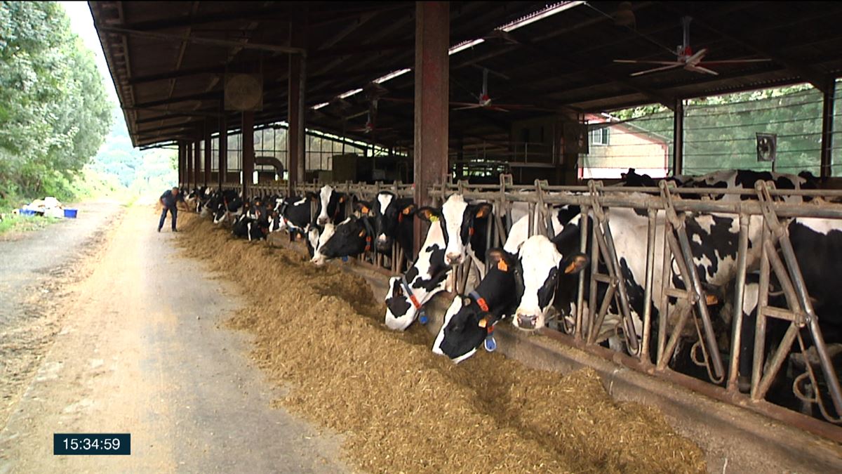Los ganaderos piden que se suba el precio de la leche