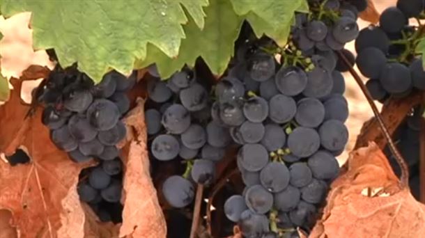Las últimas precipitaciones favorecen a la viña y la uva en las fechas previas a la vendimia