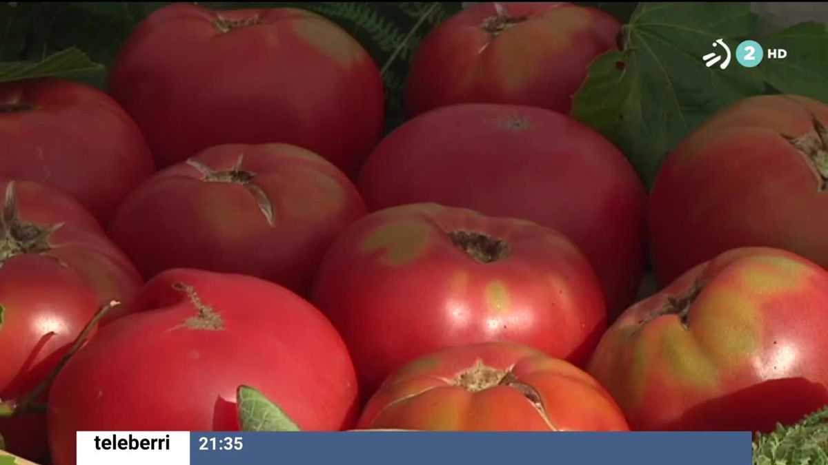 Aretxabaleta tiene los mejores tomates del Estado español