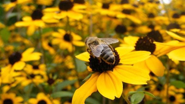 ¿Por qué debemos evitar la extinción de las abejas?