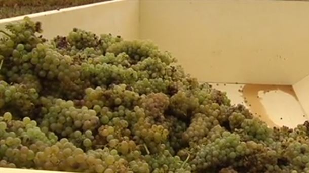 Comienza la primera vendimia de las variedades más tempranas de uva blanca en Rioja Alavesa