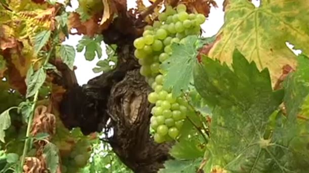 Remate de la vendimia de uvas blancas y en la primera semana de octubre arranca la de la tintas