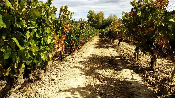 Arranca la vendimia de uvas tintas en Rioja Alavesa y remate final de las blancas