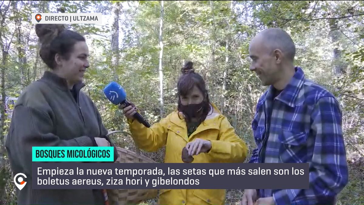 Por 7 euros, en el parque micológico de Ultzama se pueden recolectar 8  kilos de setas en un día