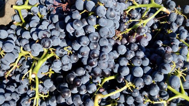 La variedad mayoritaria de uva tinta en Rioja Alavesa es tempranillo.
