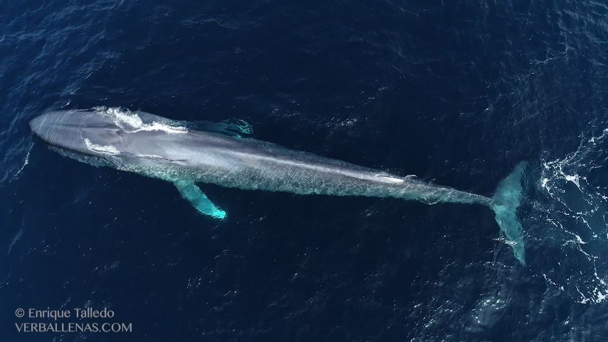 Una ballena azul en la costa bizkaína