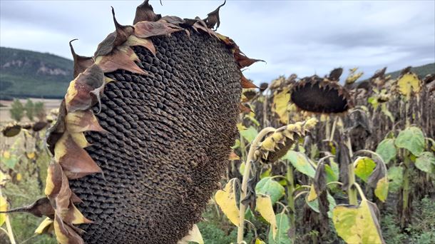 Finca de cultivo de girasol en el mes de octubre en el municipio alavés de Peñacerrada-Urizaharra.