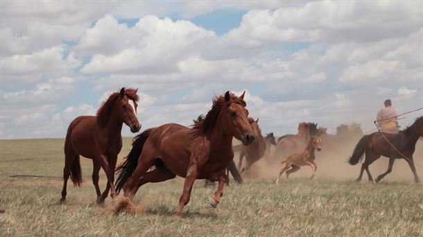 Los antepasados de todos los caballos modernos fueron domesticados en el norte del Caúcaso