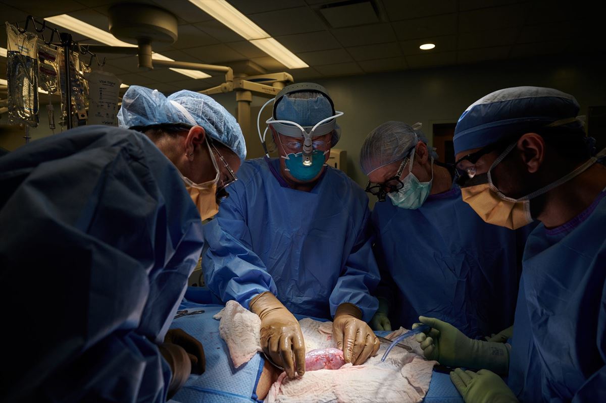 Robert Montgomery y el equipo médico practicando el trasplante de riñón de cerdo. Foto: Joe Carrota.