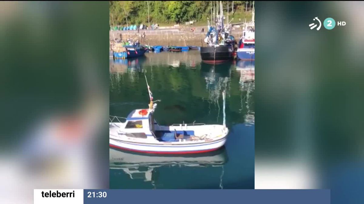 Una tortuga ha quedado atrapada en el puerto. Imagen obtenida de un vídeo de EITB Media.