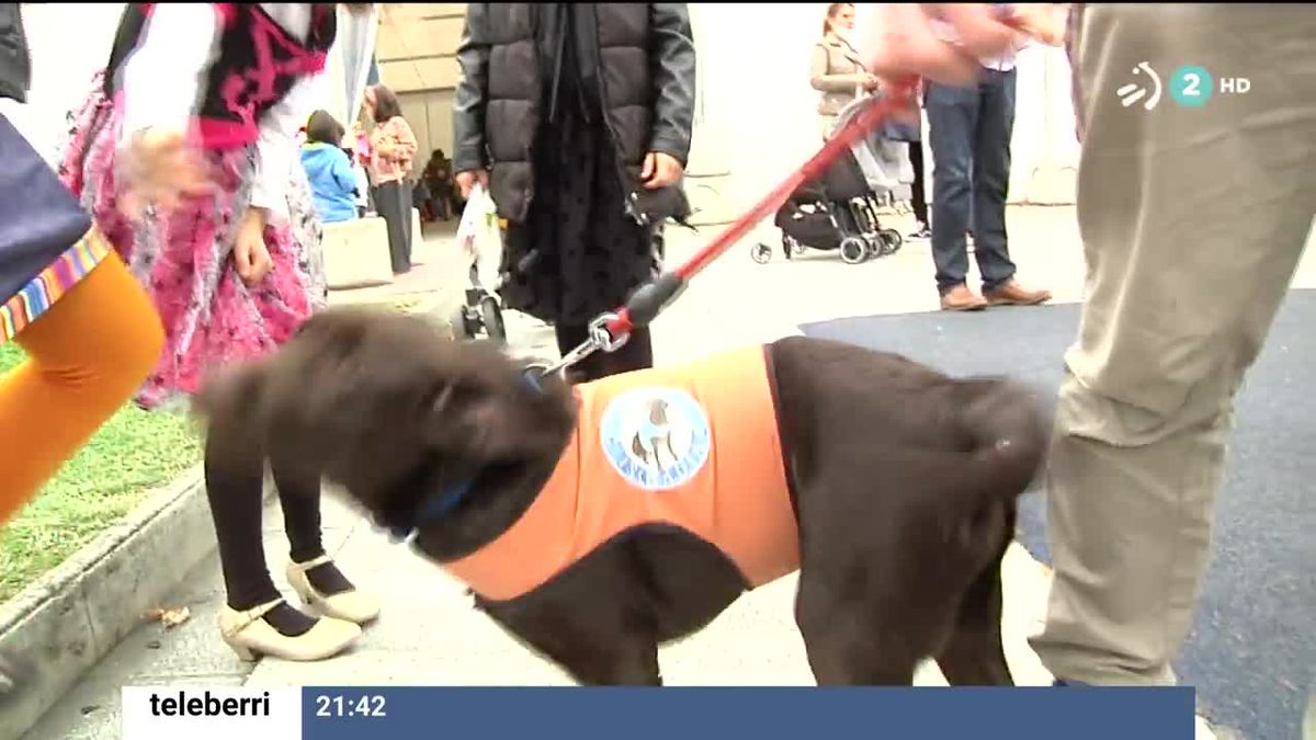 El perro de asistencia Pupi. Imagen obtenida de un vídeo de EITB Media.