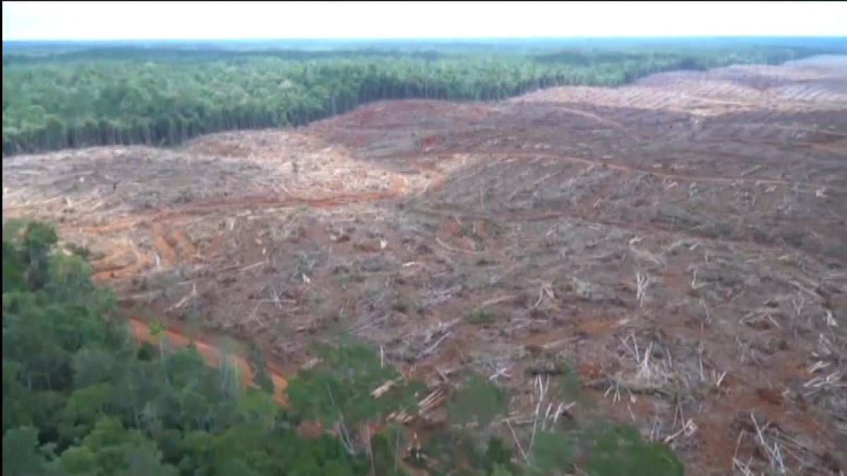 Deforestación. Imagen: EITB Media