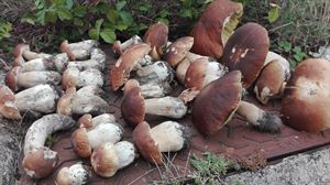 A los garbanzos cultivados en Álava también les van bien los hongos