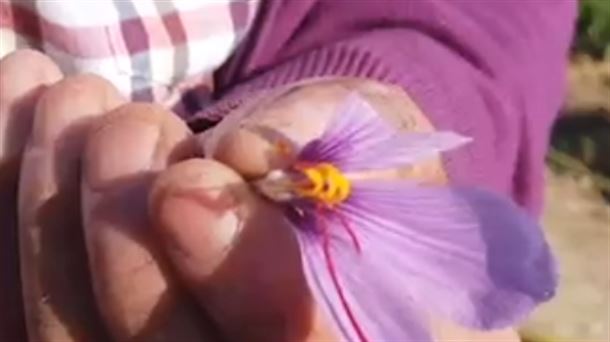Azafrán, la especie más preciada que solo se cultiva en Tafalla
