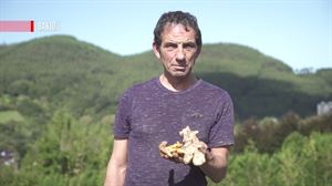 Kurkuma eta jenjibrea, familia bereko bi landare ezberdin