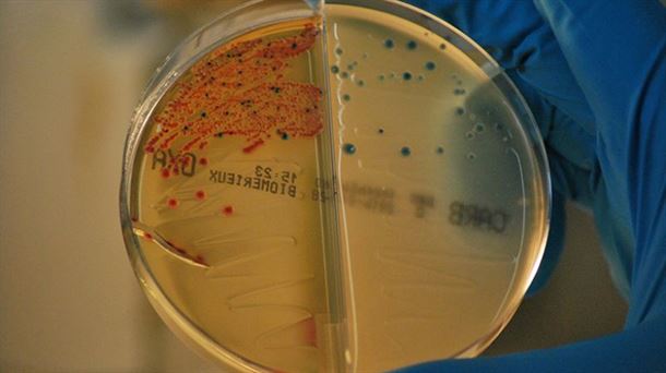 La amenaza de las superbacterias, los antibióticos han dejado de funcionar