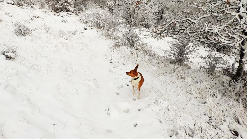 Aralar. Eneko Razkin