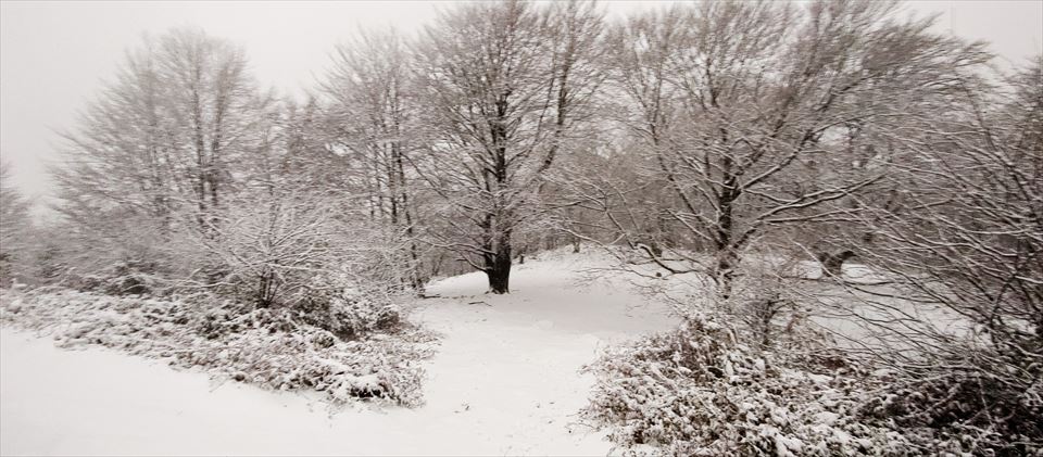 Donamaria. Joxe Zubieta