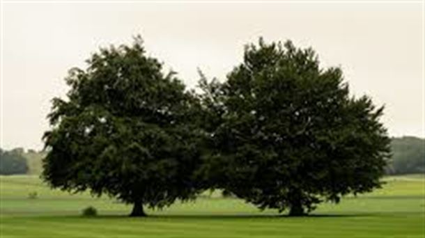 Arboles gemelos