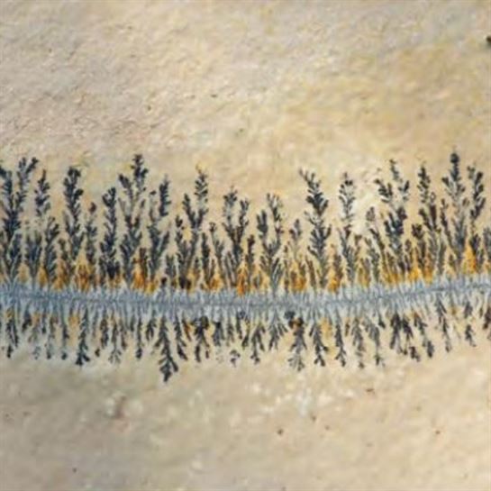 Flores de óxido - Cristina Amanda