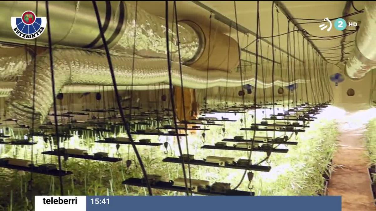 Plantación de marihuana. Imagen obtenida de un vídeo de EITB Media.