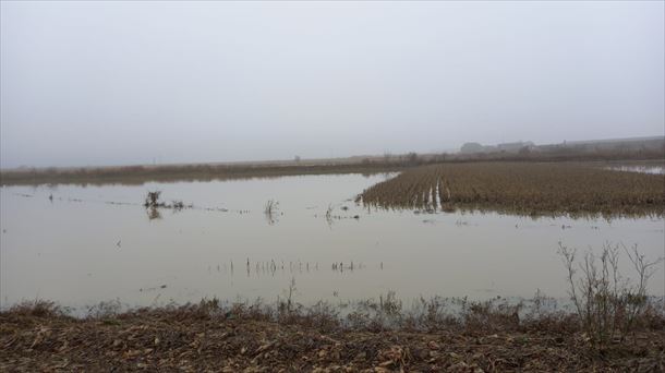 800 hectáreas de cultivos afectadas por las últimas inundaciones en Araba