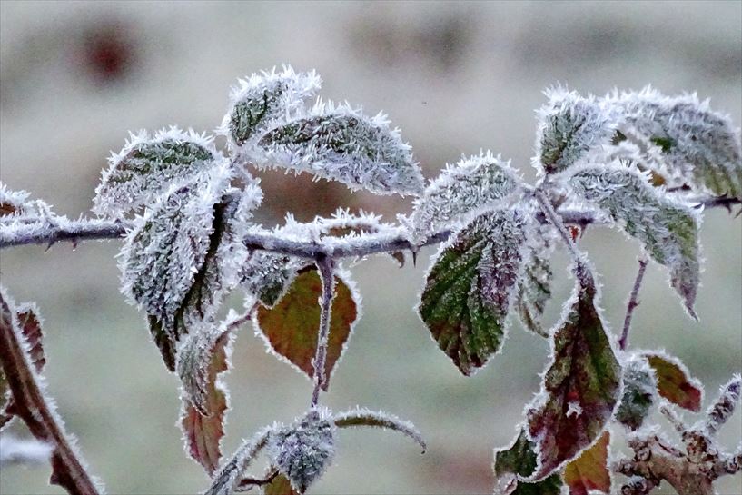 Elizondo. Jaime Biguria