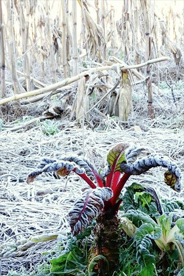 Elizondo. Jaime Biguria