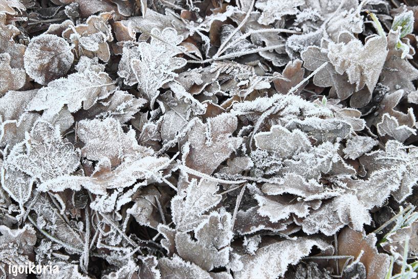 Orozko. Inocencio Goikuria