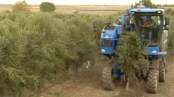 El tamaño de la oliva ha sido pequeño porque ha acusado escasez de lluvias del pasado verano.