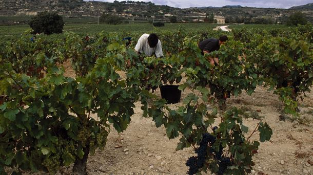 Con el 90% de la uva recogida, la próxima semana finalizará la vendimia en Rioja Alavesa