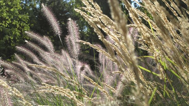 El valor de las simples gramíneas. Naturaleza y ciudad