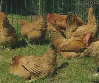 Trespuentes se organiza para crear una plataforma contraria a una granja de hasta 40.000 gallinas en el pueblo