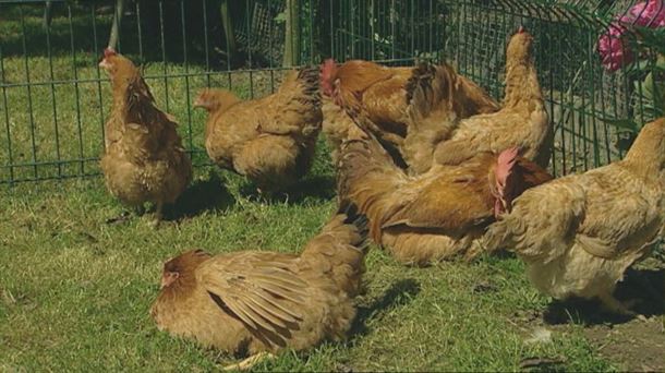 Trespuentes se organiza para crear una plataforma contraria a una granja de hasta 40.000 gallinas en el pueblo