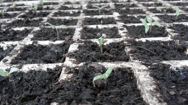Compost, humus y arena: una buena combinación de sustrato para nuestro semillero