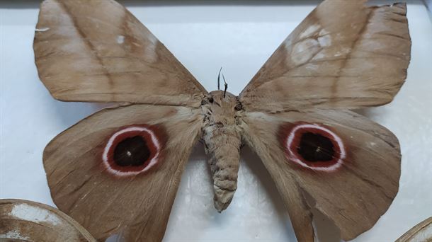 La mariposa más grande de África se puede visitar en el Museo de Ciencias Naturales de Álava