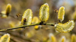 Pañuelos en mano: llega la primavera y con ella las alergias estacionales a Vitoria-Gasteiz
